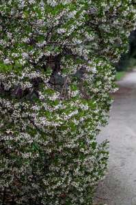 Arctostaphylos densiflora 'Howard McMinn'