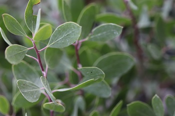 Arctostaphylos manzanita