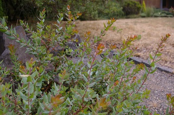 Arctostaphylos pajaroensis 'Brett's Beauty'