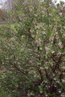 Arctostaphylos 'Austin Griffiths'