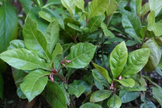 Ardisia japonica