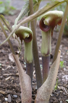 Arisaema thunbergii ssp. urashima