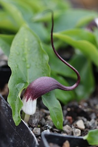 Arisarum proboscideum