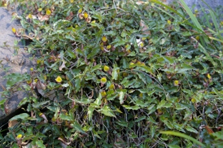 Aristolochia sempervirens