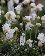 Armeria maritima 'Alba'