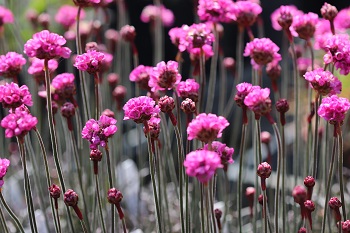 Armeria maritima 'Rubrifolia'