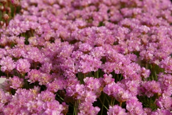 Armeria maritima 'Victor Reiter'