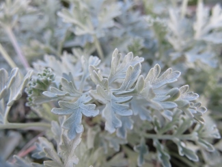 Artemisia absinthium 'Lambrook Silver'