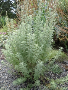 Artemisia frigida