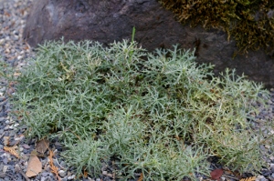 Artemisia michauxiana