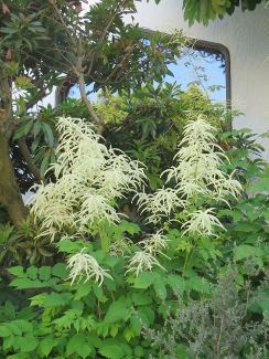 Aruncus dioicus