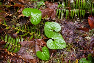 Asarum caudatum