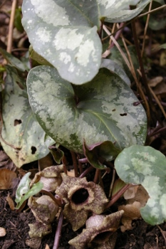 Asarum splendens