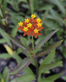 Asclepias curassavica 'Red'