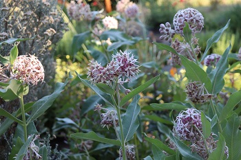 Asclepias speciosa Columbia River Form