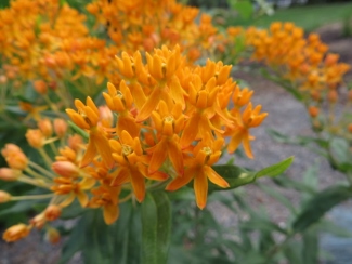 Asclepias tuberosa