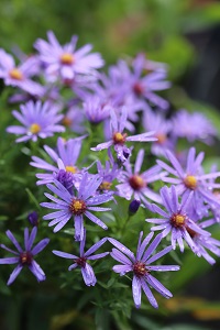 Aster laevis 'Kurt'