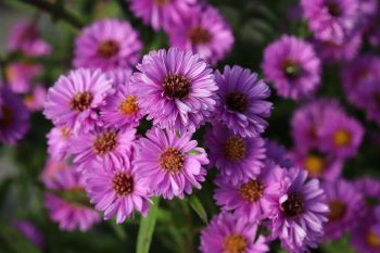 Aster 'Patricia Ballard' (Symphiotrichon)