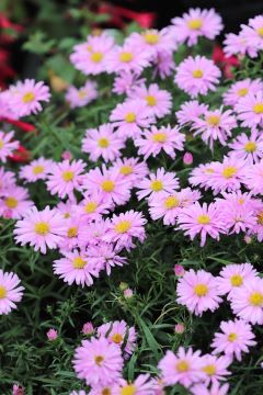 Aster 'Wood's Pink'