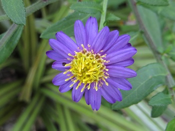 Aster ageratoides 'Ezo Murasaki'