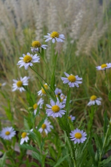 Aster altaicus