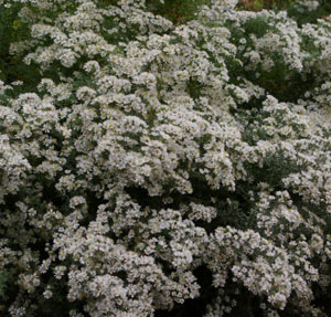 Aster ericoides 'First Snow'