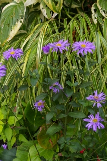 Aster frikartii 'Jungfrau' (x)