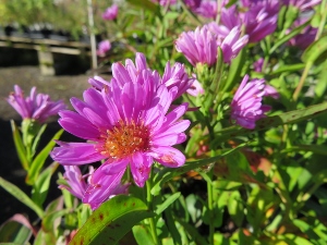 Aster novae-angliae 'Andenken an Alma Poetschke'