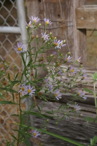 Aster (Symphiotrichum) subspicatus