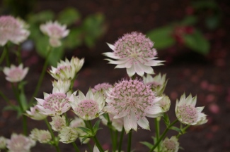 Astrantia Bo-Ann'