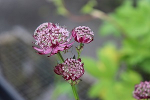 Astrantia major 'Lars'