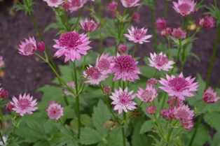 Astrantia major 'Rosea'