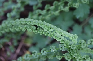 Athyrium filix-femina 'Frizelliae'