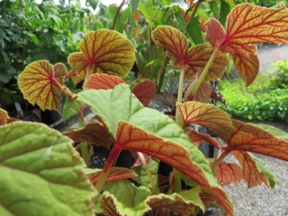 Begonia grandis ssp. evansiana (Red Leaf Selection)