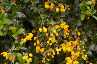 Berberis darwinii