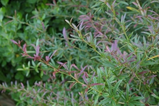 Berberis replicata