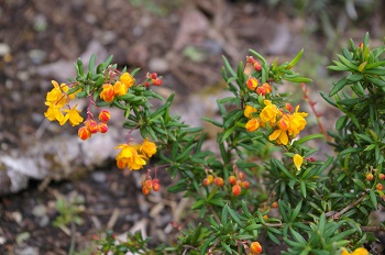 Berberis stenophylla 'Corallina Compacta' (x)