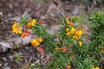 Berberis stenophylla 'Corallina Compacta' (x)