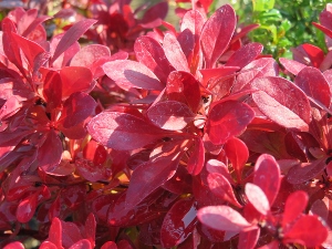 Berberis thunbergii 'Bagatelle'