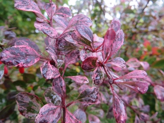 Berberis thunbergii 'Rose Glow'