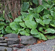 Bergenia 'Cambridge Rose'