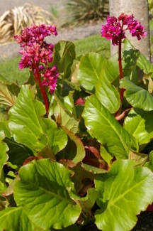 Bergenia 'Glockenturm'