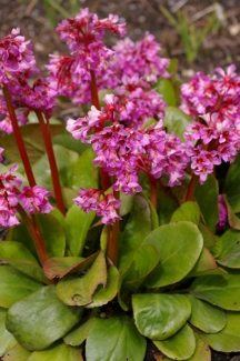 Bergenia 'Ruby Elf'