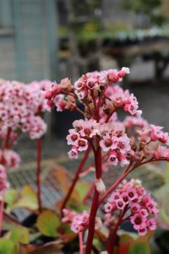 Bergenia agavifolia