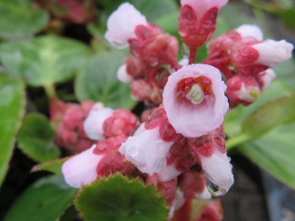 Bergenia agavifolia