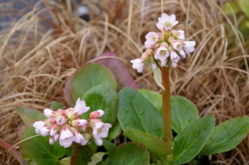 Bergenia 'Baby Doll'