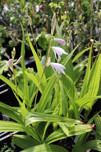 Bletilla striata f. alba