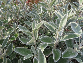 Brachyglotis 'Sunshine' (Senecio)