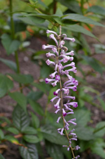 Buddleia japonica