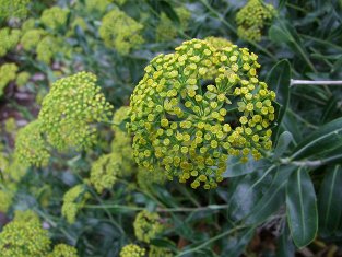 Bupleurum fruticosum